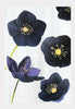 Art Print:  Black Hellebore on Snow by India & Purry