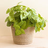 Natural Scallop Basket - Planter Basket