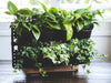 Expandable Green Wall with Built-in Micro Dripper