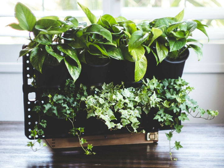 Expandable Green Wall with Built-in Micro Dripper